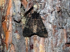 Melanchra persicariae имаго